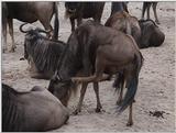 (P:\Africa\VideoStills) Dn-a1683.jpg (1/1) (94 K)
