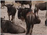 (P:\Africa\VideoStills) Dn-a1684.jpg (1/1) (90 K)