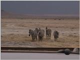 (P:\Africa\VideoStills) Dn-a1685.jpg (1/1) (92 K)