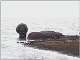 (P:\Africa\VideoStills) Dn-a1686.jpg (1/1) (93 K)