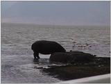 (P:\Africa\VideoStills) Dn-a1688.jpg (1/1) (88 K)