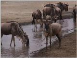 (P:\Africa\VideoStills) Dn-a1689.jpg (1/1) (92 K)