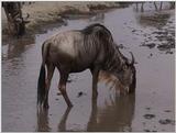 (P:\Africa\VideoStills) Dn-a1691.jpg (1/1) (91 K)