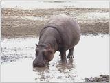 (P:\Africa\VideoStills) Dn-a1692.jpg (1/1) (86 K)
