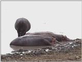 (P:\Africa\VideoStills) Dn-a1693.jpg (1/1) (95 K)
