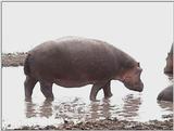 (P:\Africa\VideoStills) Dn-a1694.jpg (1/1) (88 K)