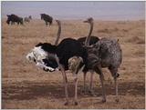 (P:\Africa\VideoStills) Dn-a1695.jpg (1/1) (90 K)