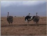 (P:\Africa\VideoStills) Dn-a1696.jpg (1/1) (86 K)