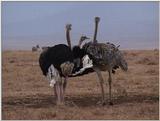 (P:\Africa\VideoStills) Dn-a1697.jpg (1/1) (94 K)