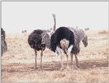 (P:\Africa\VideoStills) Dn-a1698.jpg (1/1) (95 K)