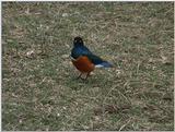 (P:\Africa\VideoStills) Dn-a1701.jpg (Superb Starling)
