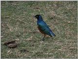 (P:\Africa\VideoStills) Dn-a1702.jpg (Superb Starling)