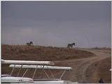 (P:\Africa\VideoStills) Dn-a1703.jpg (Zebras)