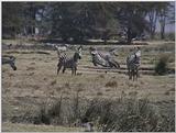 (P:\Africa\VideoStills) Dn-a1704.jpg (1/1) (88 K)