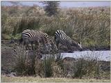 (P:\Africa\VideoStills) Dn-a1705.jpg (1/1) (92 K)