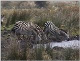 (P:\Africa\VideoStills) Dn-a1706.jpg (1/1) (90 K)