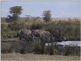 (P:\Africa\VideoStills) Dn-a1707.jpg (1/1) (92 K)