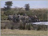 (P:\Africa\VideoStills) Dn-a1708.jpg (1/1) (90 K)