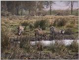 (P:\Africa\VideoStills) Dn-a1709.jpg (1/1) (90 K)