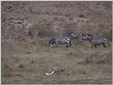 (P:\Africa\VideoStills) Dn-a1710.jpg (1/1) (90 K)