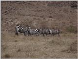 (P:\Africa\VideoStills) Dn-a1711.jpg (1/1) (88 K)