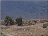 (P:\Africa\VideoStills) Dn-a1713.jpg (1/1) (84 K)