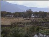(P:\Africa\VideoStills) Dn-a1719.jpg (1/1) (89 K)