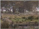 (P:\Africa\VideoStills) Dn-a1721.jpg (1/1) (92 K)