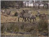 (P:\Africa\VideoStills) Dn-a1722.jpg (1/1) (87 K)