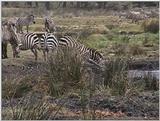 (P:\Africa\VideoStills) Dn-a1723.jpg (1/1) (89 K)