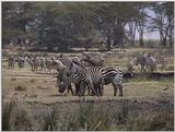 (P:\Africa\VideoStills) Dn-a1724.jpg (1/1) (91 K)