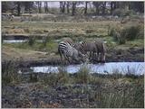(P:\Africa\VideoStills) Dn-a1726.jpg (1/1) (92 K)