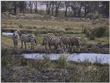 (P:\Africa\VideoStills) Dn-a1727.jpg (1/1) (87 K)