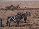 (P:\Africa\VideoStills) Dn-a1728.jpg (1/1) (90 K)