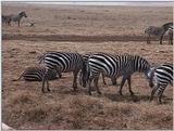(P:\Africa\VideoStills) Dn-a1729.jpg (1/1) (90 K)