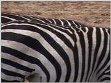 (P:\Africa\VideoStills) Dn-a1730.jpg (1/1) (85 K)