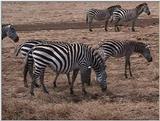 (P:\Africa\VideoStills) Dn-a1731.jpg (1/1) (90 K)