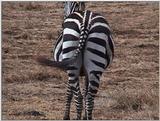 (P:\Africa\VideoStills) Dn-a1732.jpg (1/1) (90 K)