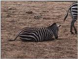 (P:\Africa\VideoStills) Dn-a1733.jpg (1/1) (92 K)