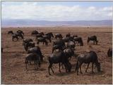 (P:\Africa\VideoStills) Dn-a1734.jpg (1/1) (87 K)