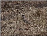 (P:\Africa\VideoStills) Dn-a1736.jpg (Crowned Lapwing, Vanellus coronatus)