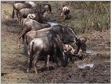 (P:\Africa\VideoStills) Dn-a1738.jpg (1/1) (89 K)