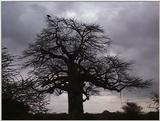 (P:\Africa\VideoStills) Dn-a1827.jpg (1/1) (85 K)