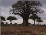 (P:\Africa\VideoStills) Dn-a1829.jpg (1/1) (93 K)
