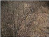 (P:\Africa\VideoStills) Dn-a1838.jpg (1/1) (86 K)