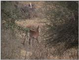 (P:\Africa\VideoStills) Dn-a1839.jpg (Waterbuck)