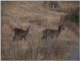 (P:\Africa\VideoStills) Dn-a1840.jpg (Waterbucks)