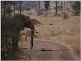 (P:\Africa\VideoStills) Dn-a1841.jpg (1/1) (92 K)