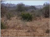 (P:\Africa\VideoStills) Dn-a1851.jpg (1/1) (91 K)