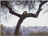 (P:\Africa\VideoStills) Dn-a1853.jpg (1/1) (90 K)